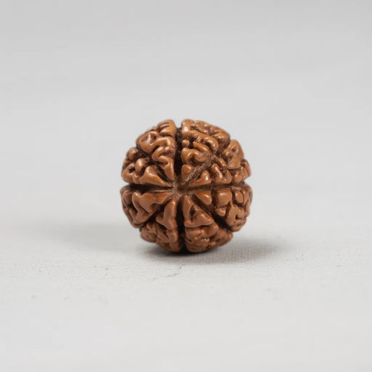 Natural 8 Mukhi Rudraksha (Nepali)
